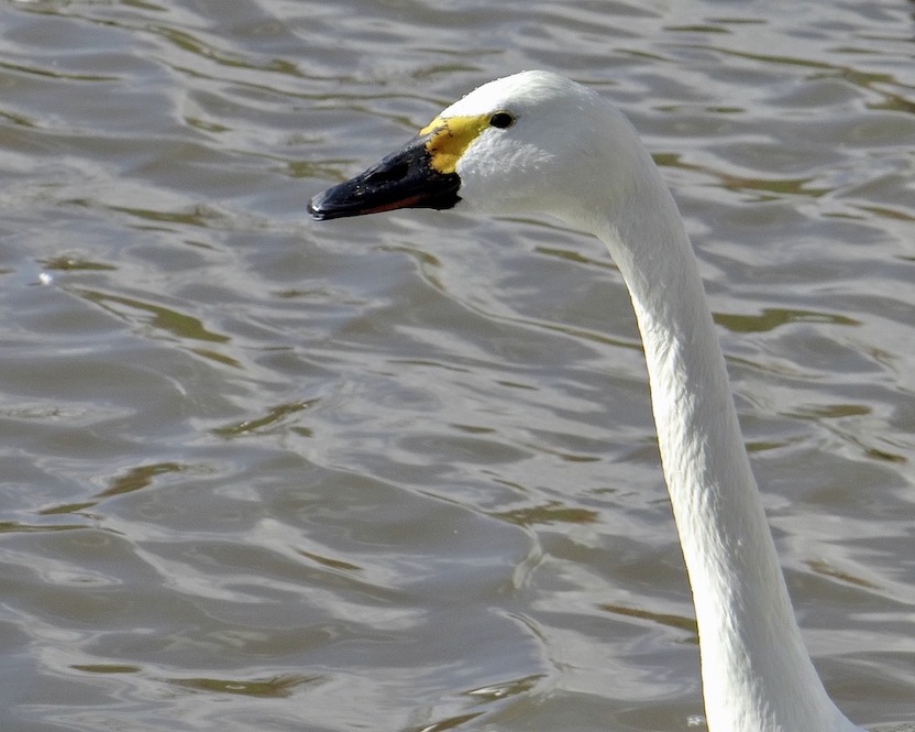 Bewick swan